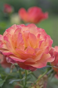 FELLOWSHIP (floribunda)